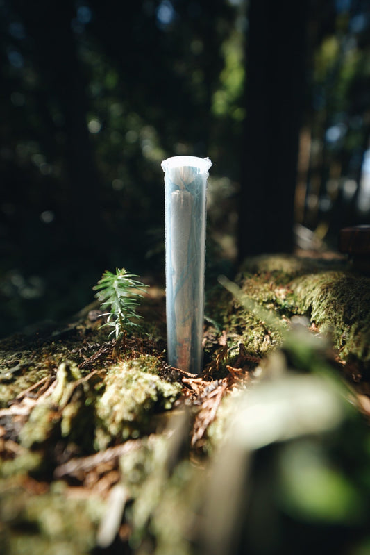 Blue Spruce Wood Wool (Japanese Red Pine) - Smodge