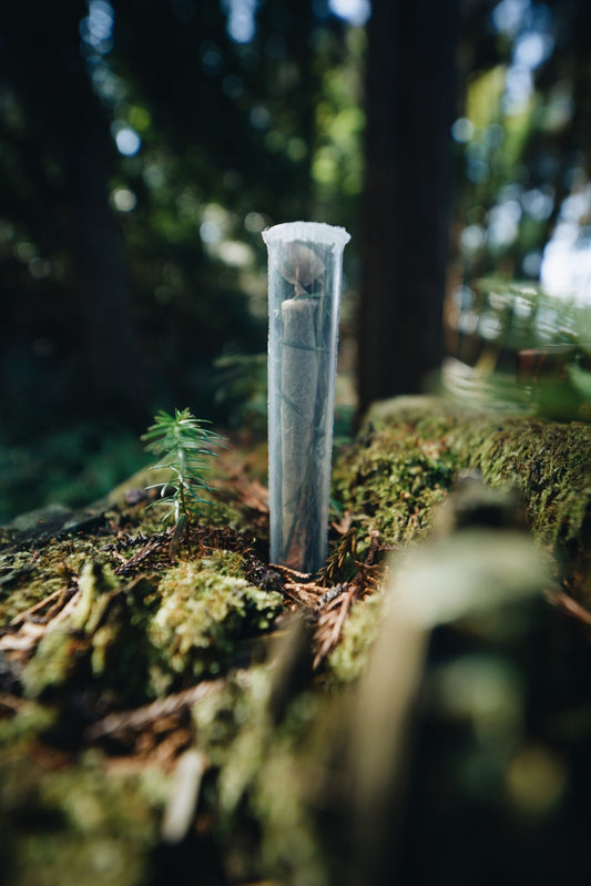 Juniper Green Wood Wool (Japanese Red Pine) - Smodge